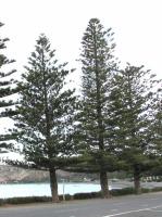 Albums/20060200-New Zealand 2006/20060318-Kaikiura/59